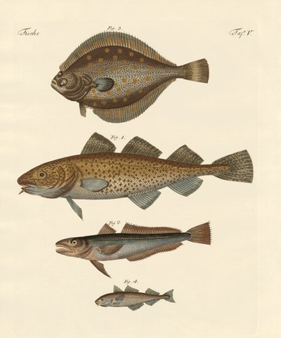 Stockfish by German School