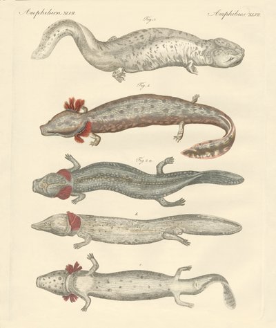 Strange Amphibians by German School