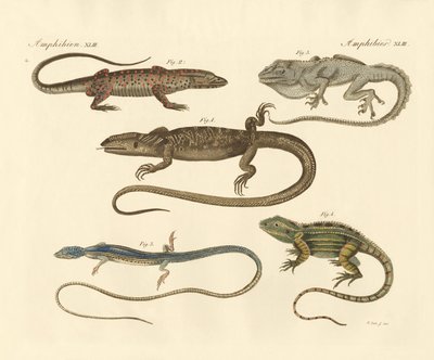 Strange Amphibians by German School