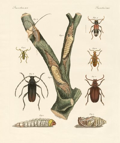 Strange Beetles by German School