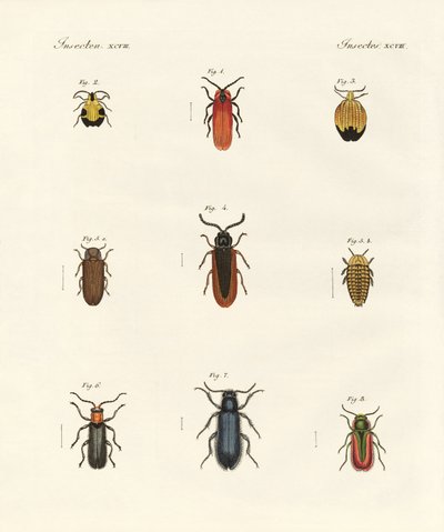 Strange Beetles by German School