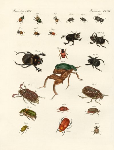 Strange beetles by German School