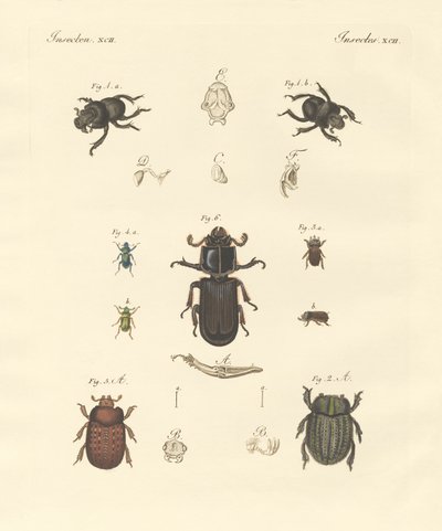 Strange beetles by German School