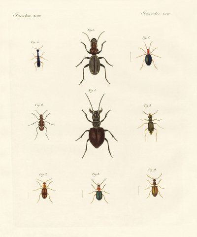 Strange beetles by German School