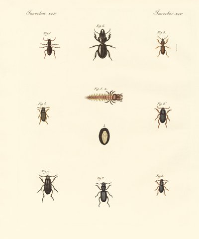 Strange beetles by German School