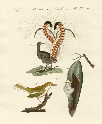 Strange birds by German School