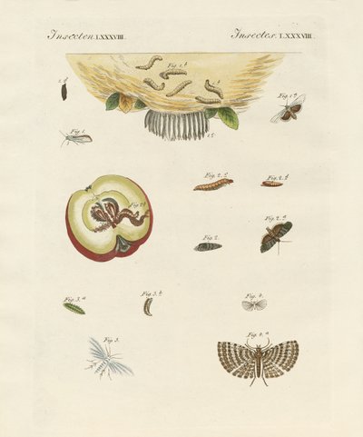 Strange butterflies by German School