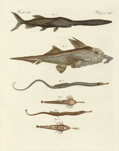 Strange Cartilaginous Fish by German School
