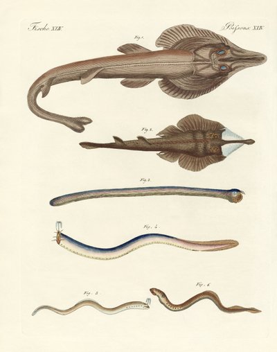 Strange cartilaginous fish by German School