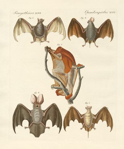 Strange Chiroptera by German School