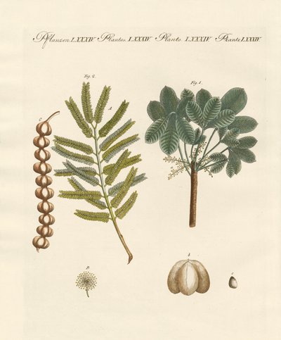 Strange Commercial Plants by German School