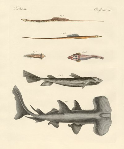 Strange fish by German School