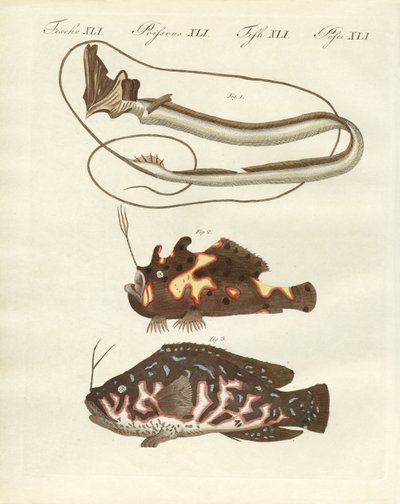 Strange Fish by German School