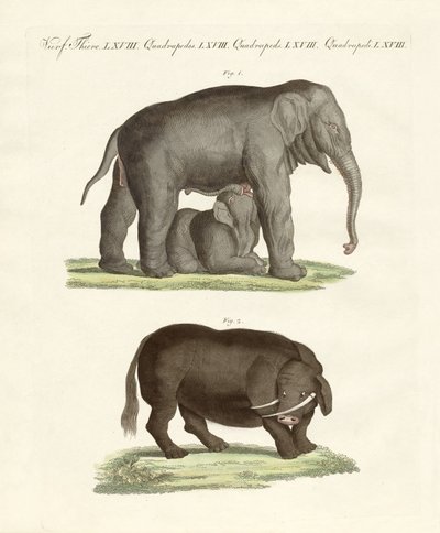 Strange four-footed animals by German School