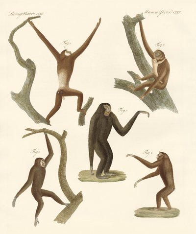 Strange Gibbons by German School