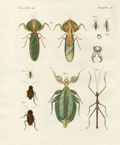 Strange insects by German School