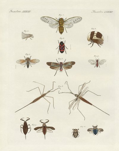 Strange insects by German School