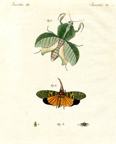 Strange Insects by German School