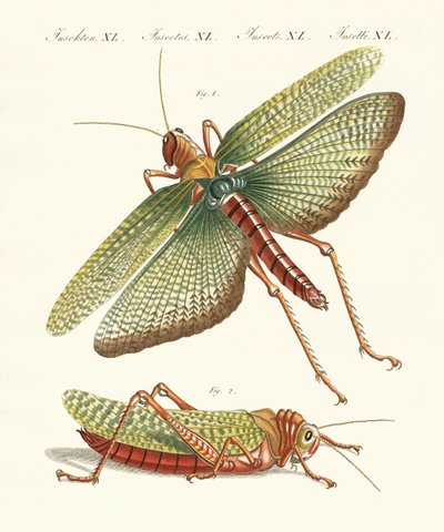 Strange Insects by German School