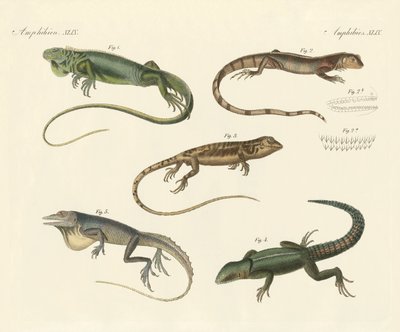 Strange lizards by German School