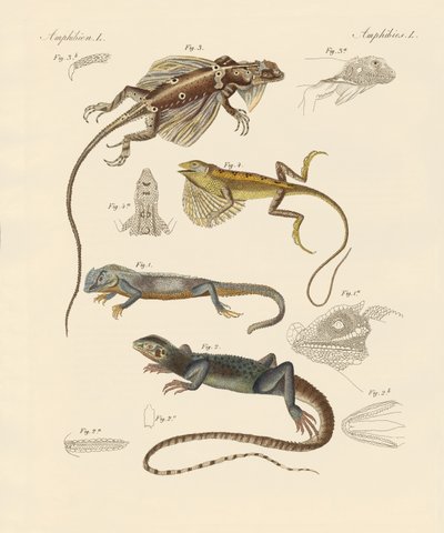 Strange Lizards by German School