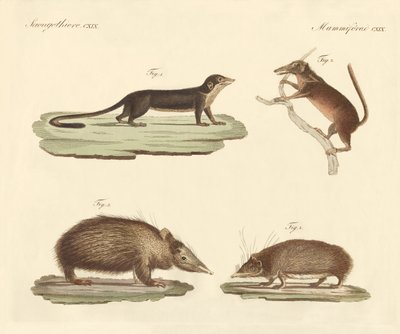 Strange mammals by German School