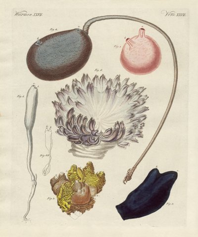 Strange Molluscs by German School