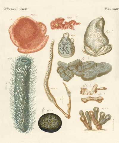 Strange Molluscs by German School
