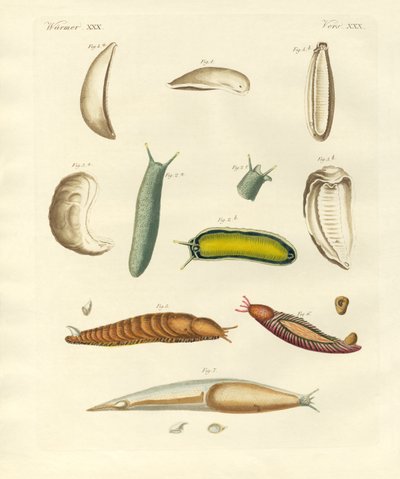 Strange Molluscs by German School