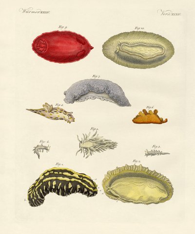 Strange molluscs by German School