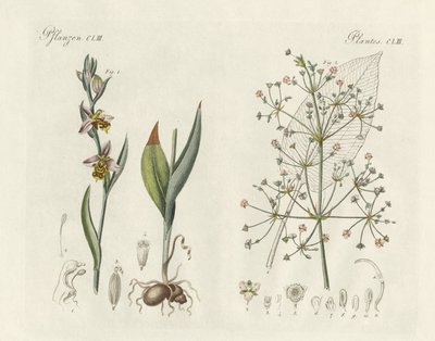 Strange plants by German School