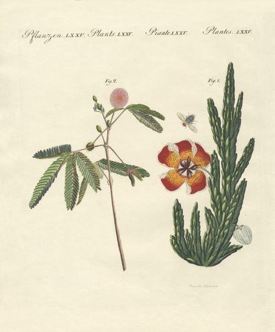 Strange Plants by German School