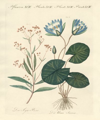 Strange Plants by German School