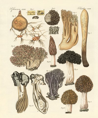 Strange Plants by German School
