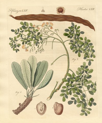 Strange Plants by German School