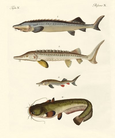 Strange River Fish by German School