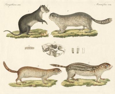 Strange Rodents by German School