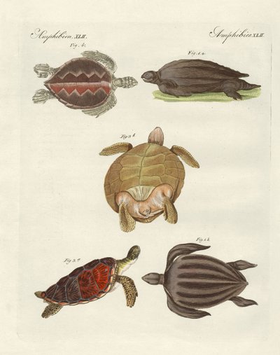Strange Sea-Turtles by German School