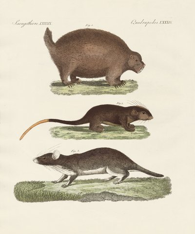 Strange Spiny Animals by German School