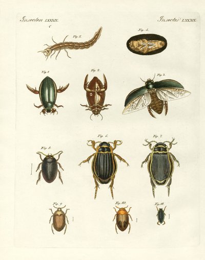 Strange swimming beetles by German School