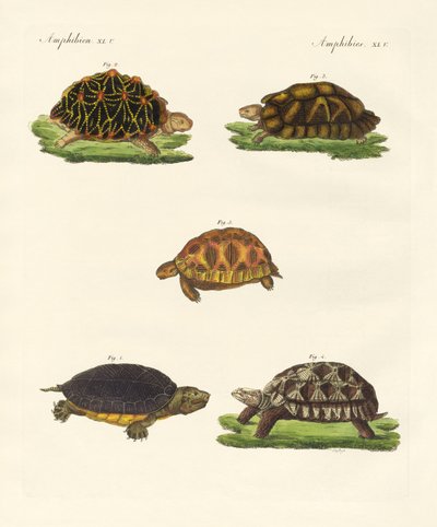 Strange Turtles by German School