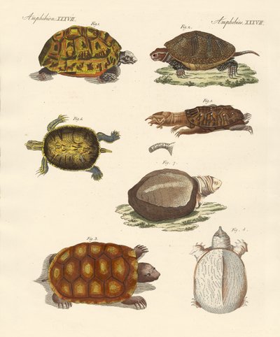 Strange Turtles by German School