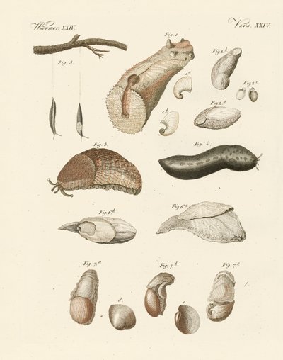 Strange worms by German School