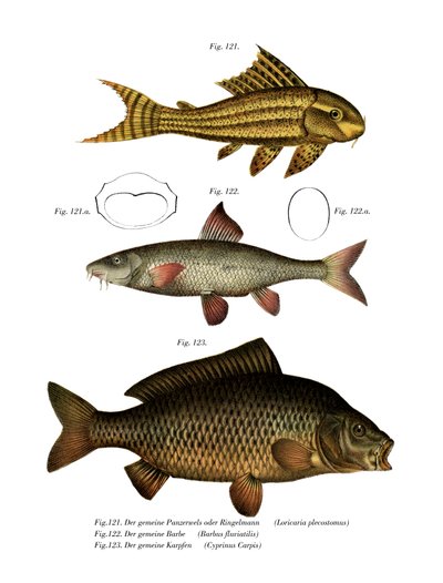 Suckermouth Catfish by German School