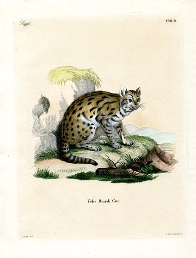 Sunda Clouded Leopard by German School
