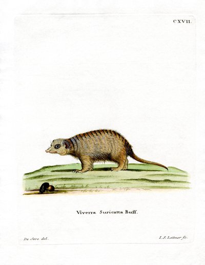Surikate by German School