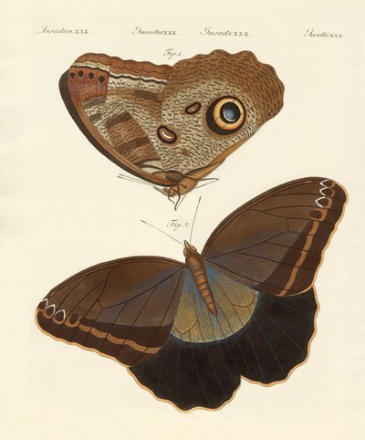 Surinam Butterflies by German School