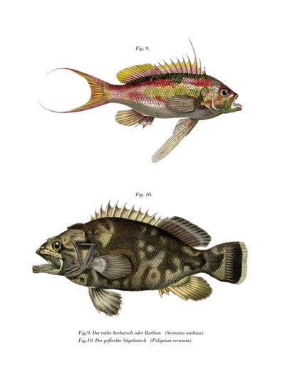 Swallowtail Seaperch by German School