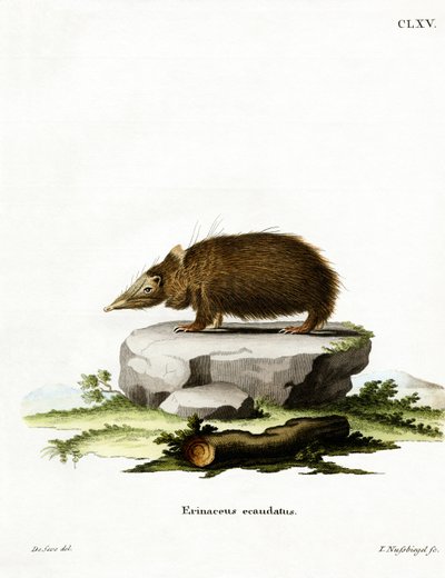 Tailless Tenrec by German School