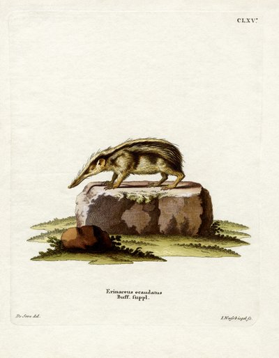 Tailless Tenrec by German School